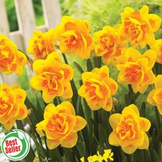 Le Torch Daffodil Thumbnail